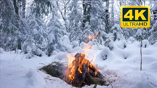 🔥 Feu de camp confortable dans la forêt d'hiver (12 HEURES). Feu de camp avec bûches