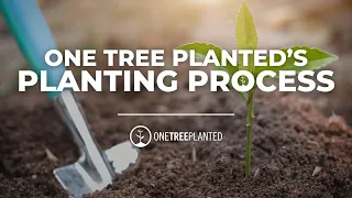 Our Tree Planting Process | One Tree Planted