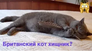 БРИТАНСКИЙ КОТ НАСТОЯЩИЙ ХИЩНИК / british cat HARRY