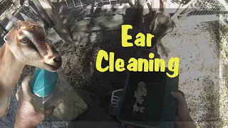 Ear Cleaning