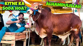 ALHAMDULILLAH 😇ITNA BARA JANWAR LELIYA😍👌🏼|COW MANDI| BAKRA EID 2023| QURBANI VLOG