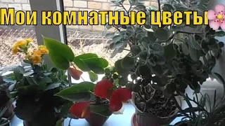 Мои комнатные цветы.