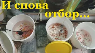 Моя миниразводня аквариумных рыбок Обзор рыбок Отбор рыбок на продажу