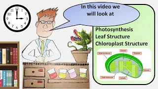 AP & A Level Biology Structure of Chloroplasts Revision