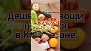 Дешевые овощи появятся в Казахстане #овощи #цена #понижение #казахстан #news