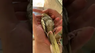 Make a Bird Sleep Like a Human | Freeze a Bird with its Back on Hand