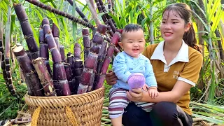 Harvest purple sugar cane to sell at the market,water and care for vegetables,pineapples and bananas