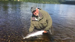 Flowers River Salmon