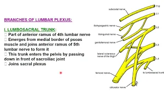 Nerves of the pelvis