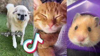 10 MINUTES of the CUTEST TikTok ANIMALS to MAKE YOUR DAY
