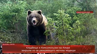 Кладбище в Комсомольске-на-Амуре закрыли из-за разоряющего могилы медведя