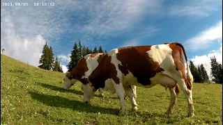 Belle vaches de la Clusaz pays fabrication du reblochon  l'élevage en montagne Alpes françaises