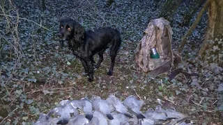 Pigeon shooting (Roost shooting) it doesn't get any better.