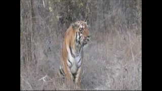 TIGER -MASSIVE  WAGHDOH MALE OF TADOBA. !