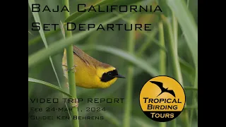 Baja California Birding Trip Report - Tropical Birding