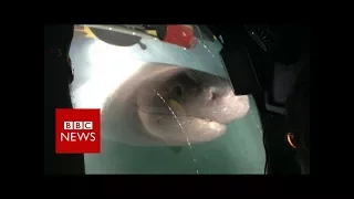 Blue Planet II behind the scenes: The moment giant sharks attack crew submarine  - BBC News
