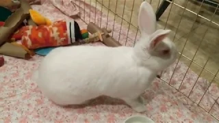 Bunny Gets ANGRY and THUMPS!