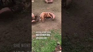 Her dog was trying to bury food for his brother that passed away ❤️