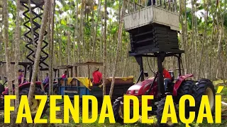 VISITAMOS UMA FAZENDA DE AÇAÍ! VEJA COMO É PRODUZIDO O AÇAÍ, DESDE A LAVOURA AO PRODUTO FINAL