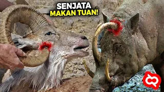 ADUH KASIHAN!! Senjata Hewan² ini Malah Bisa Membunuh Dirinya Sendiri