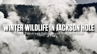 Winter Wildlife in Grand Teton and Yellowstone National Park (Moose, Bison and Wolves in 4K)