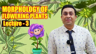 Morphology of Flowering Plants l lecture 3 l Biology l NEET