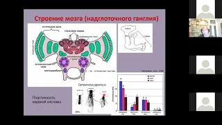 ФЧЖ 4 курс лекция насекомые Корсуновская