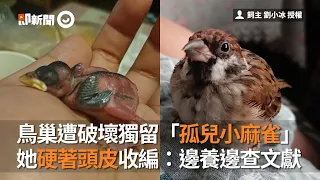 養麻雀該注意的事 網友分享收養孤兒小麻雀的故事｜寵物｜鳥｜經驗談