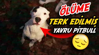 ORMANDA ÖLÜME TERK EDİLMİŞ PİTBULL YAVRUSU!! (GÖZLERİMİZE İNANAMADIK)