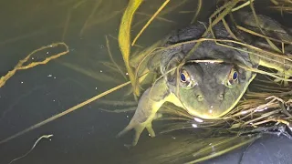 April 29, 2024 Salamanders Frogs And Fish Ecosystem Vlog