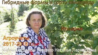 Виноград Иллария раннего срока созревания (Пузенко Наталья Лариасовна)