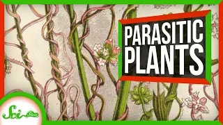 This Parasitic Plant Stole Over 100 Genes From Other Plants | SciShow News