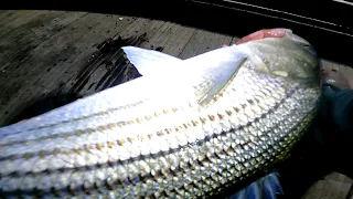 STRIPED BASS & BLUEFISH - Late Night PIER Saltwater Fly Fishing for Striper