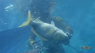 Spearfishing Croatia - Dentex Dentex & ...