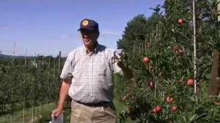 4 rules for pruning tall-spindle apples