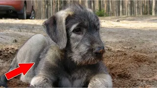 Grandma picked up a gray haired puppy on the street, and six months later she sounded the alarm!