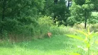 Doe Nursing Its Baby Fawn