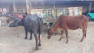 full hot buffalo and cow meeting new 2020 🙈 and donkey meeting