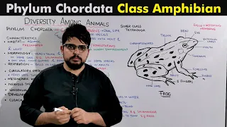Class Amphibia (Phyum Chordata) kingdom animalia