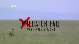 Los depredadores también fallan, las presas atacan