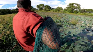 Wow 🇱🇰 | Traditional Cast Net Fishing | Best Cast Net Fishing | Sri Lanka