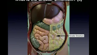 Anatomy | Major Organs & Abdominopelvic Quadrants/Regions