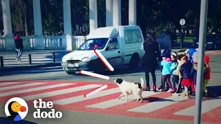 Stray Dog Helps Kids Safely Cross The Street | The Dodo