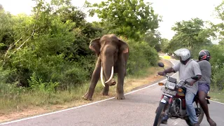 Wild Tusker elephant waiting for food from the Travelers | Amazing videos of Elephants | Tuskers