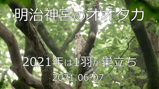 明治神宮のオオタカ　2021年は1羽が巣立ち　2021.06-07　４K