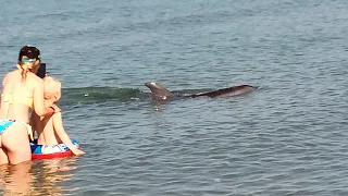 29.07.2022 Анапа 8:00 дельфины на пляже Джемете в паре метров