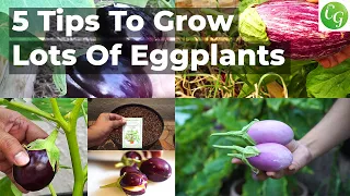 5 Eggplant Growing Tips To Grow Lots Of Eggplants