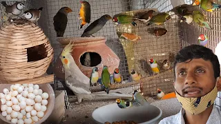 Gouldian Finch Successful Breeding Method Tips / Attractive, Beautiful, Colorful Small Birds farm.