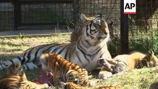 Ten Siberian tiger cubs born in captivity in Crimea are undergoing training to be released into the