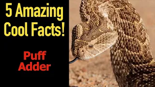 5 Fascinating Facts About Puff Adders